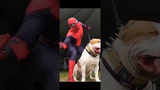 Spider Man With Pitbull