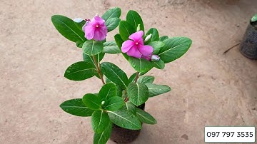 Bán buôn cây hoa dừa cạn ta, cây hoa quanh năm và lâu năm 0977973535