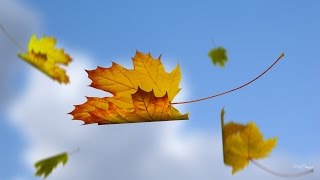 Falling leaf, season 1, episode 7