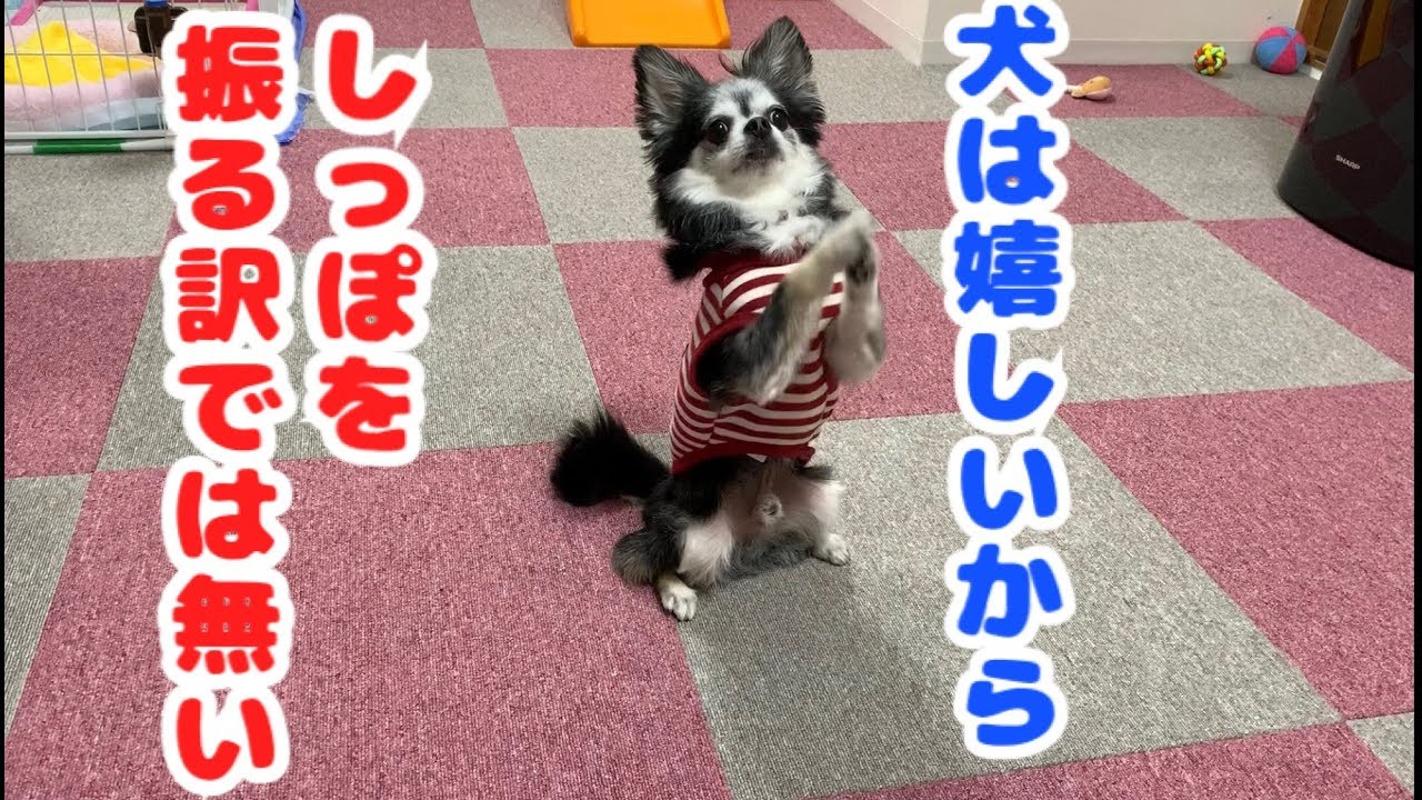 犬は嬉しいからしっぽを振るわけではない その理由とは Youtube