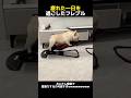 疲れた一日を過ごしたフレブル