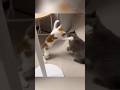 KING of mankind 🐱🐱🤡🤡 #funny #viral #animals #trending #cat