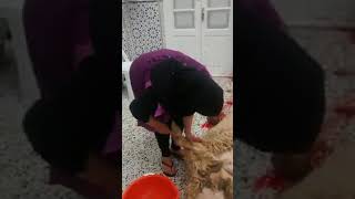 بنت تذبخ حیوان Women Slughter Sheep بنت تذبخ حیوان Women Slughter Sheep