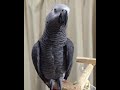 ヨウムのケイ おとうさん帰ってくるよ！
