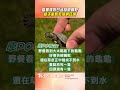 烏龜頂烈日迷路「險曬乾」! 妹子愛心救援網狂讚｜TVBS新聞@TVBSNEWS01