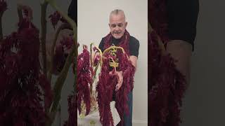 Download Lagu New! Hanging Spider Amaranthus MP3