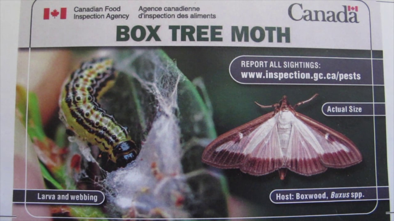 Моль самшитовая