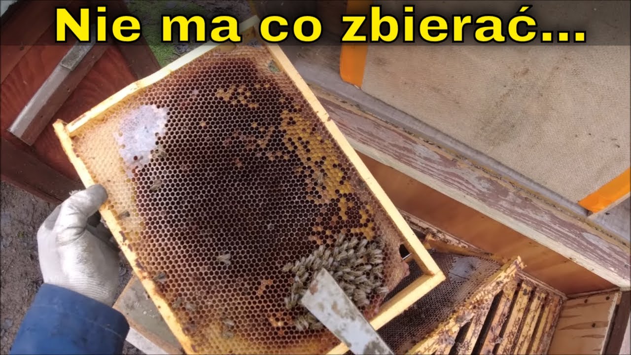 To już druga osypana rodzina pszczela... Kończę z pszczołami...