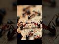 “Ants’ Genius Power Exposed! 😱”#AntFacts