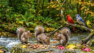 LIVE Peaceful Cottage Garden Bird Feeder Cardinals Orioles Goldfinches Nature Sounds Sleep