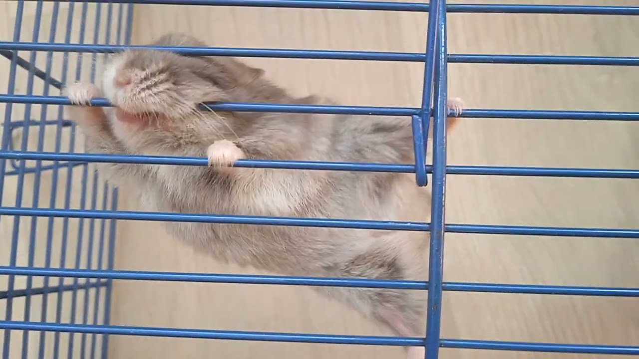 Физкультминутка джунгарик Котлета джунгарский хомяк мышцы в тонусе, Phodopus sungorus, Южный, Одесса