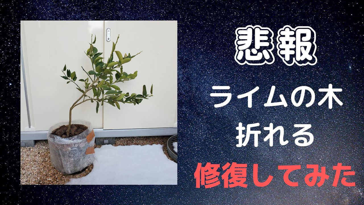 悲報】ライムの木が折れたので修復してみた - YouTube