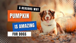 PUMPKIN For Dogs [Amazing Health Benefits!] by Dachshund Station 6,114 views 1 year ago 3 minutes, 31 seconds