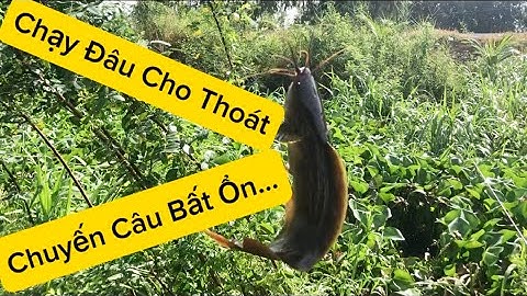 Câu Cá Trê Rô Thác Lác cặp Kênh 79 huyện Tân Hưng tỉnh Long An @Caucalongan62