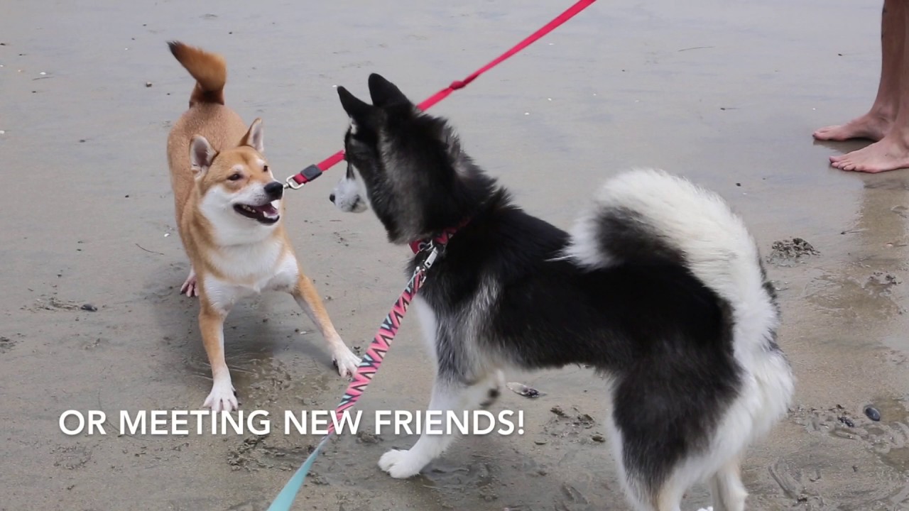 San Diego Day Trip: DOGS EVERYWHERE at Del Mar North Beach