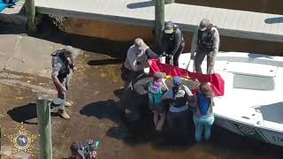 Deputies Help Rescue Manatee Mother and Calf in Florida