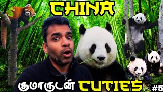 Download Lagu 🐼Why China loves Giant Pandas and Baby pandas? | 🇨🇳China ep5 MP3