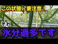 【きゅうり】必見!簡単にきゅうりの水のやりすぎを見極める方法を紹介します。【家庭菜園】