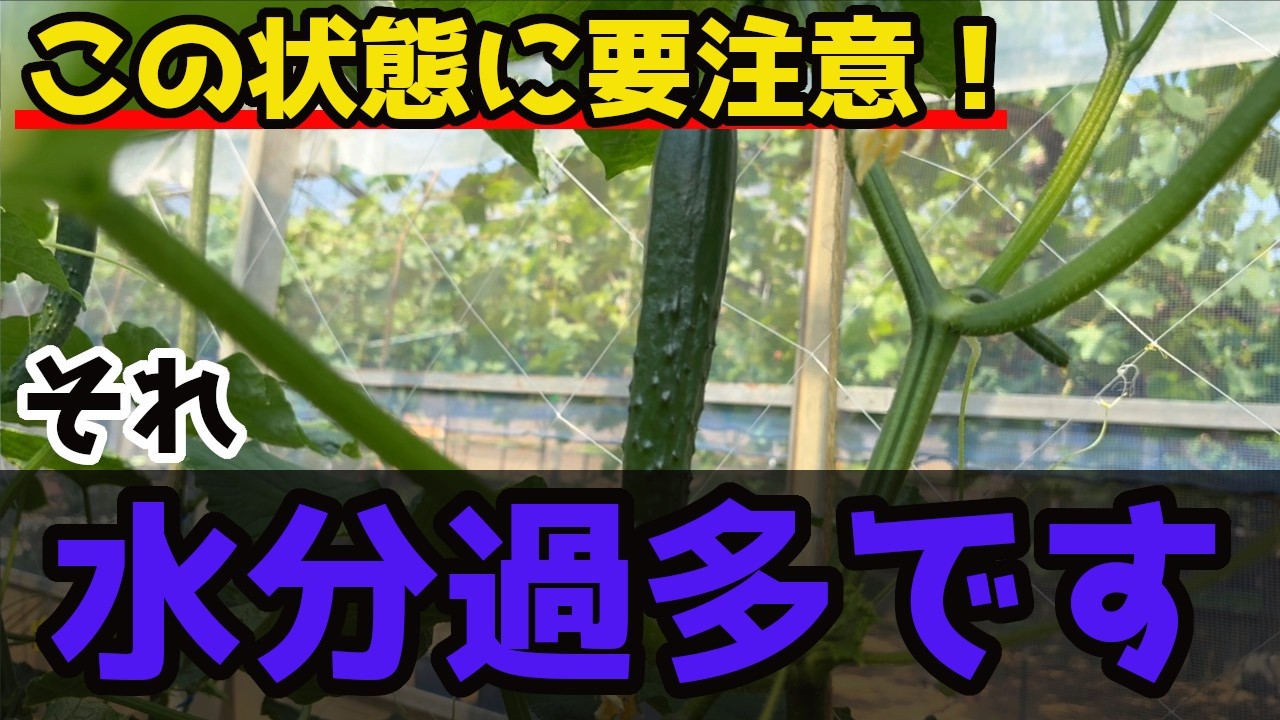 【きゅうり】必見!簡単にきゅうりの水のやりすぎを見極める方法を紹介します。【家庭菜園】