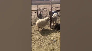 نهار يمشي الصردي من الوجود ها أش كيتسناك أيها المغربي فالعيد الصردي عيد الاضحى الخروف 