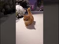 Funny Animal Video：聰明的小狗幫主人把貓咪帶回家😆
