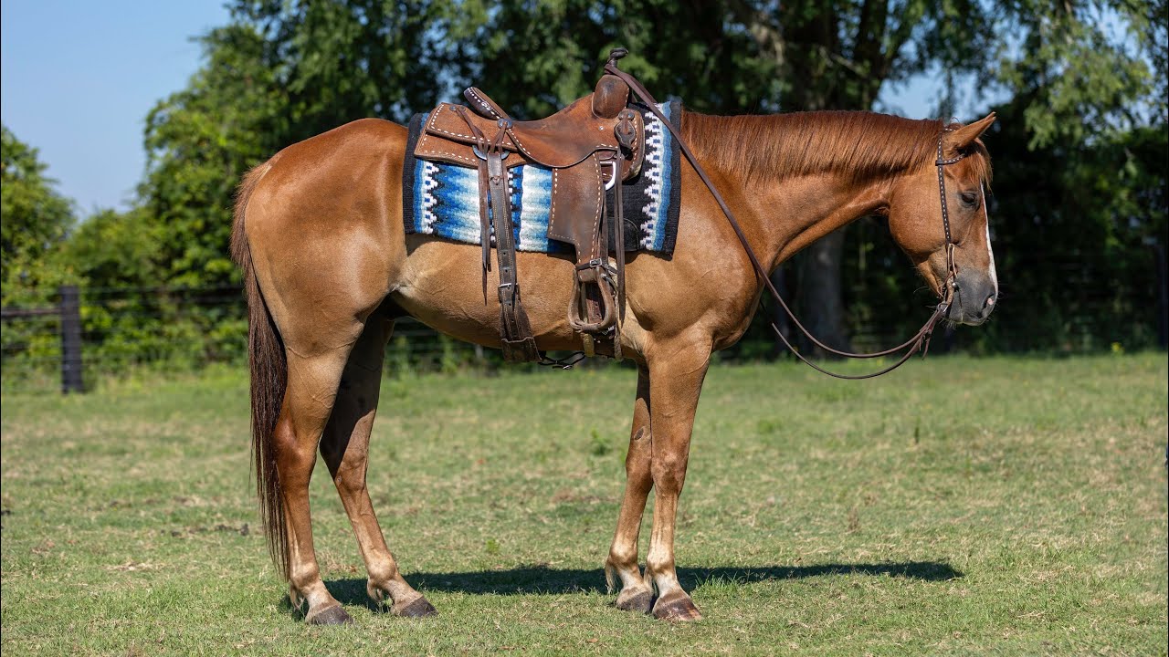 Bingo Selling at Elite Auctions on June 29th in Navasota, Texas YouTube