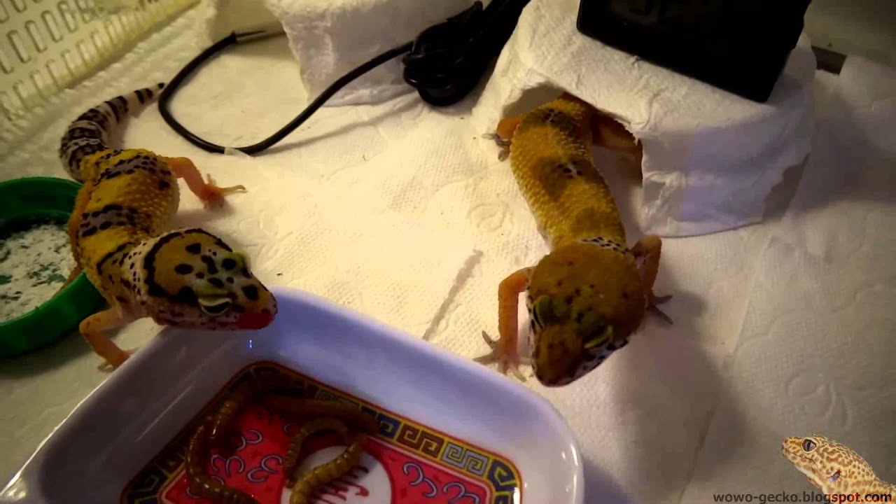 heimchenzucht Leopard Gecko : Two month geckos eating - 2013.08.01
