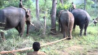 Resuming Problem Elephant into Home Range Film