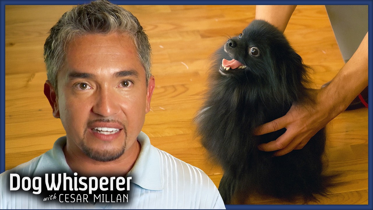 Fresh Look at Pomeranian S Separation Anxiety Is Spinning Out Of Control