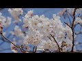サヨナラ (sayonara) - Toumyu Atsukashiyama Ibun - Team Sanjo with Kashuu Kiyomitsu (sub espa&ntilde;ol)