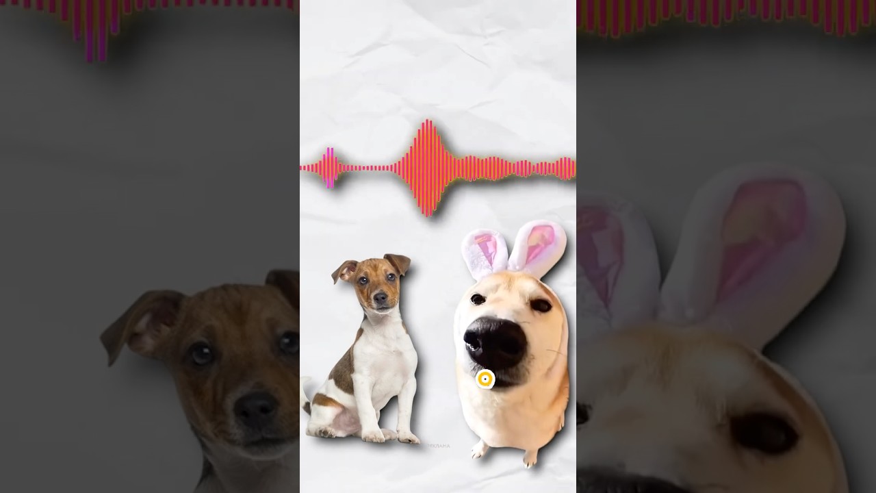 🐶Кличемо СОБАКУ різними МОВАМИ #shorts #цікавіфакти