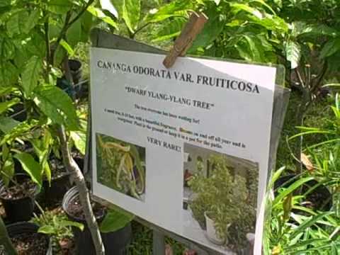 edible mushrooms A Visit to Mounts Botanical Garden and Plant Sale