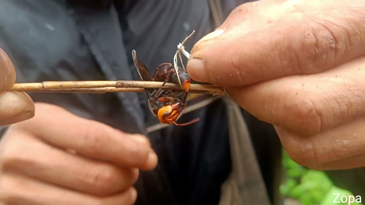 Nghalpui bu chhui chhuah dan leh a bu hual
