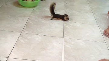 Sóc Bông Thái của Tạo nuôi thả tự do trong nhà - Tạo & Pet