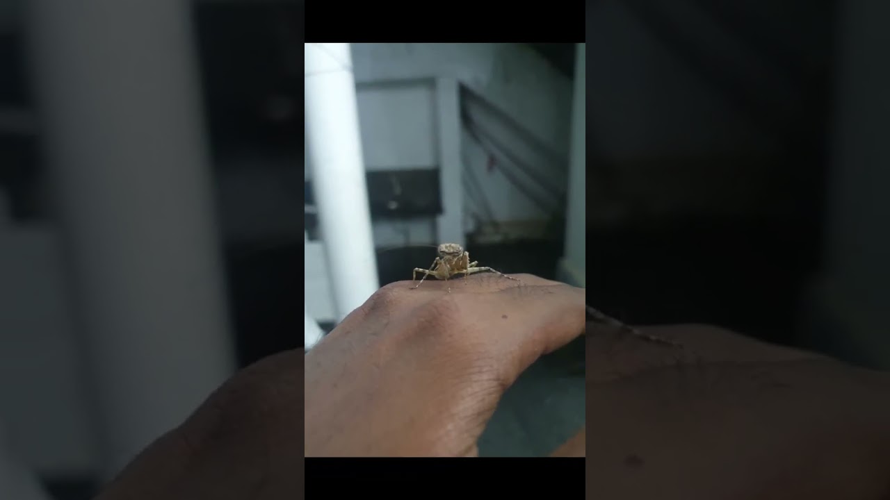 A Day with Indian Bark Mantis 😃💫 