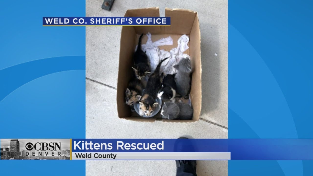Weld County First Responders Worked Together To Rescue A Cat And Her 6 Kittens From A Storm Drain