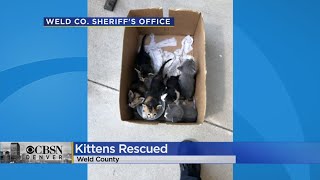 Weld County First Responders Worked Together To Rescue A Cat And Her 6 Kittens From A Storm Drain