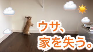 【飼育ネタ】うさぎのケージの大掃除がホントに大変 ＃188