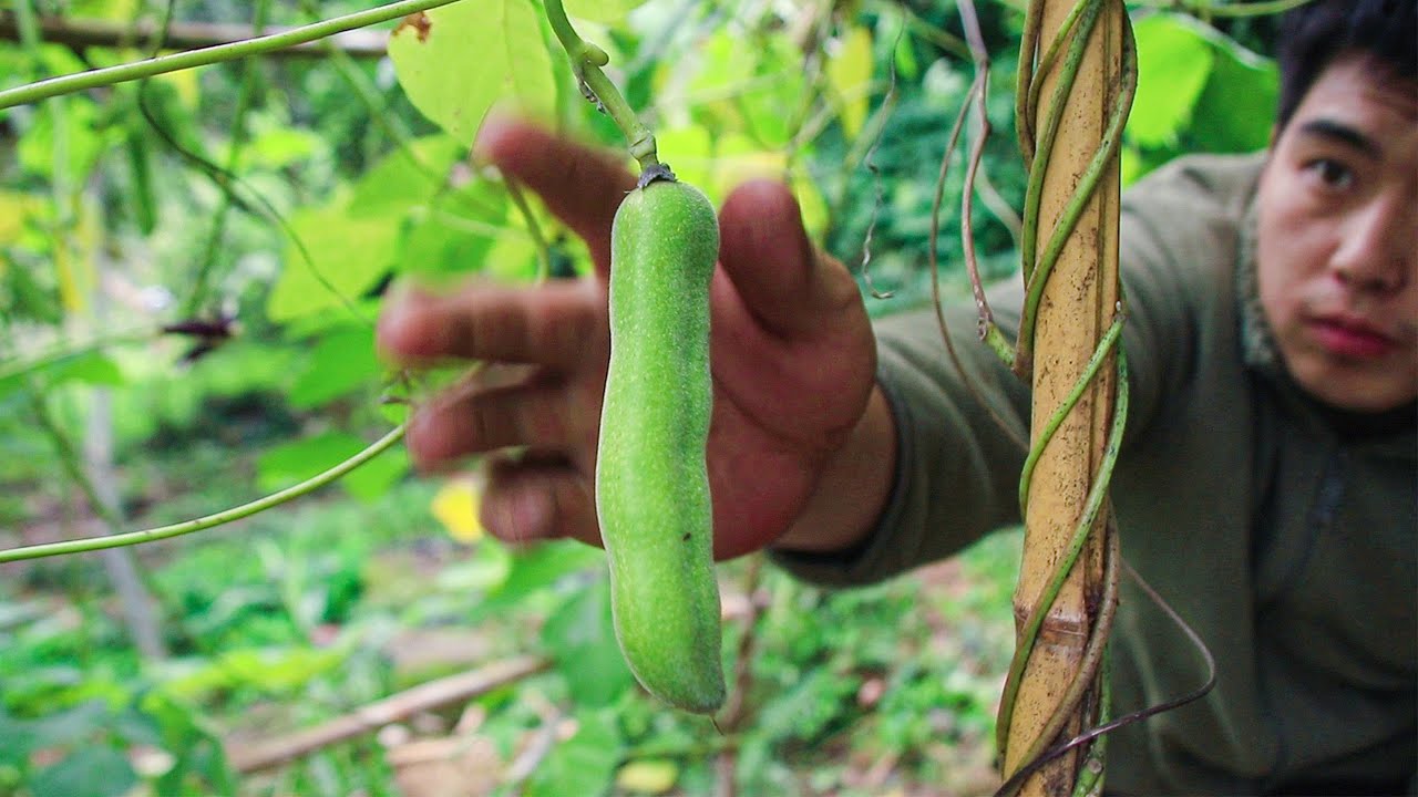 Picking homegrown runner bean，stirfry with pickled pepper，tasty