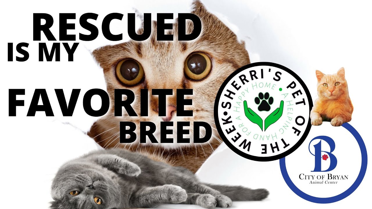 Pet of the Week: Dell❤