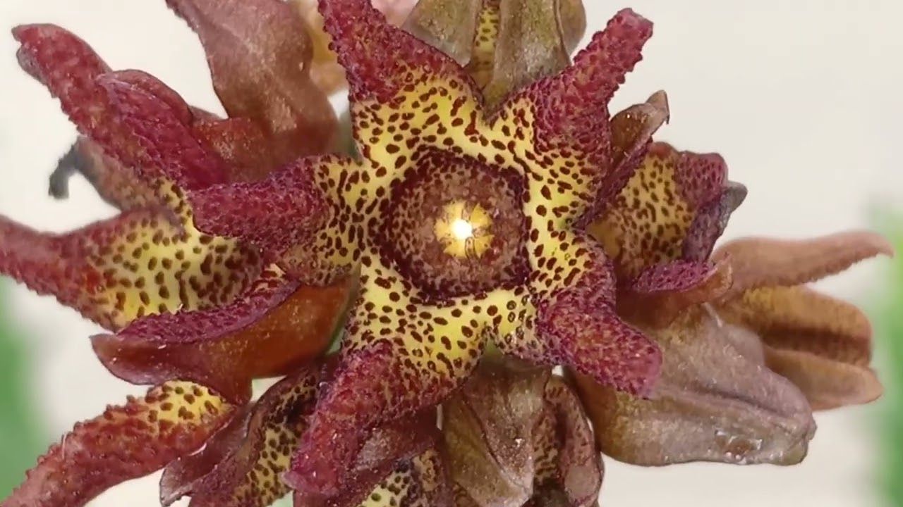 Caralluma tuberculata  (Pamanki in Pushto) Flower