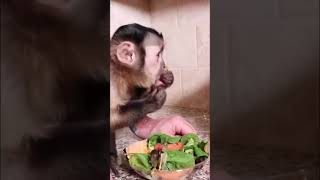 Monkey Happy meal #monkey #happymeal #dinner #cute #shorts