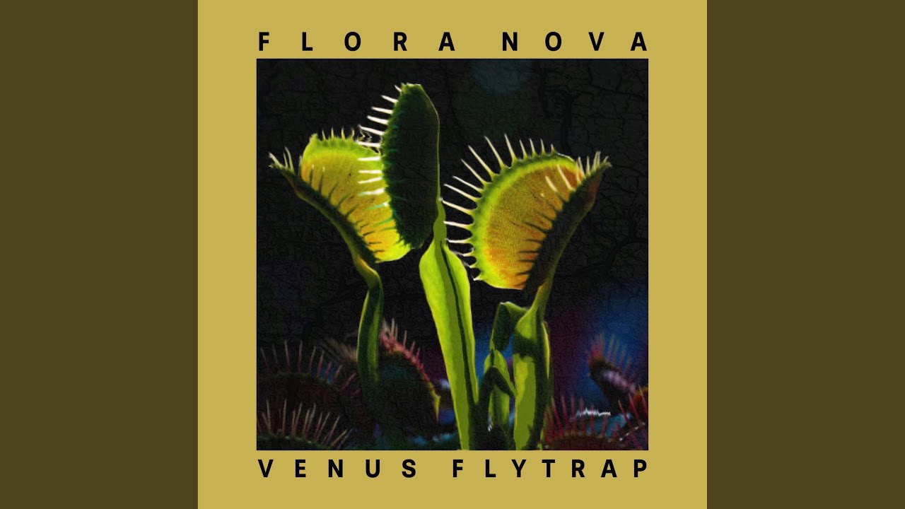 Venus Flytrap