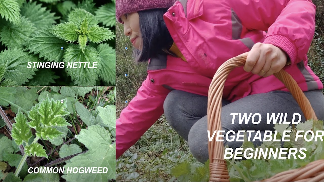 2 Wild Vegetables for beginners: Stinging Nettle & Common Hogweed | Super delicious Forest soup