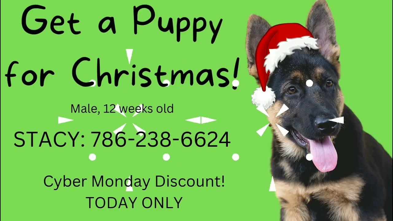 Puppy for Christmas SALE YouTube