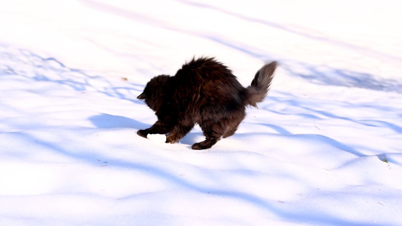 Cat Invented a New Winter Sport 😹 No AI — No Music