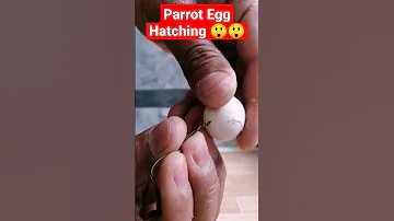Parrot Egg Hatching Egghatching Birds Pets Shorts 