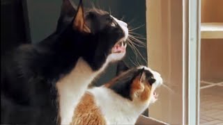 Funny cats! / Смешные котики!