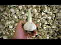 Harvesting and Curing Garlic