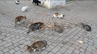 How to eat street cats by world of stray meowing  292 views 4 months ago 2 minutes, 13 seconds